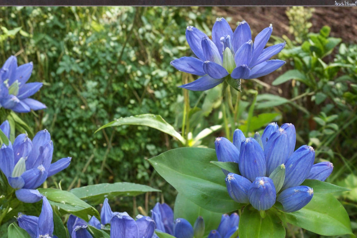 Bottle Gentian Seeds – Gentiana andrewsii, Native Perennial with Deep Blue Bottle-Shaped Flowers, 100 Seeds