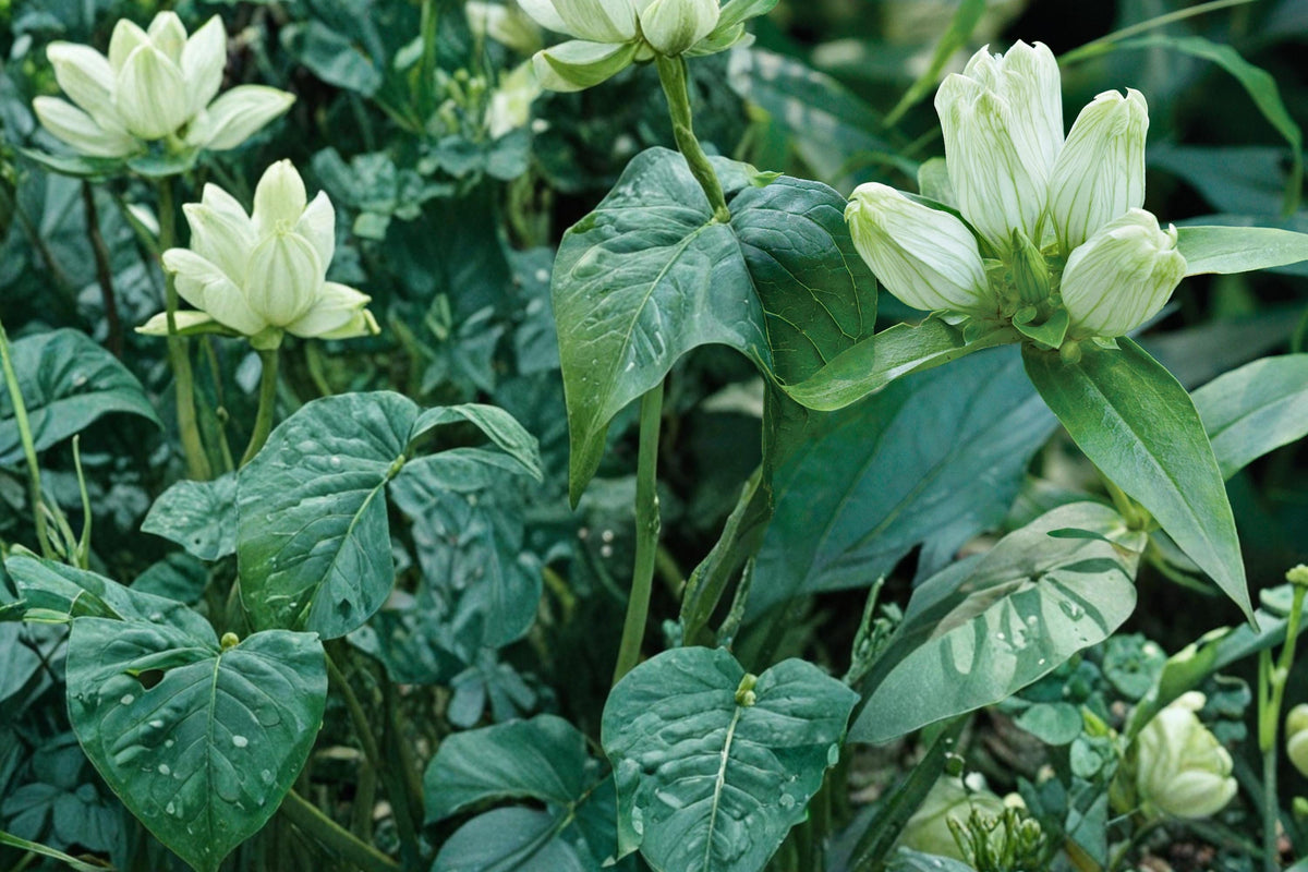 Cream Gentian Seeds – Gentiana flavida Herbaceous Perennial with Pale Yellow to Cream Flowers, Native Meadow & Woodland Plant