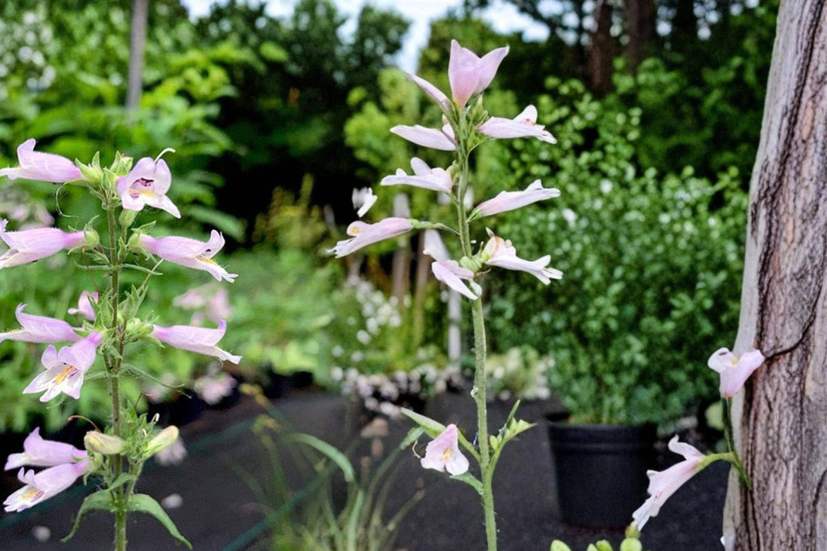 Slender Beardtongue Seeds 100 Penstemon gracilis Native Perennial Wildflower Tubular Pale Purple Blue
