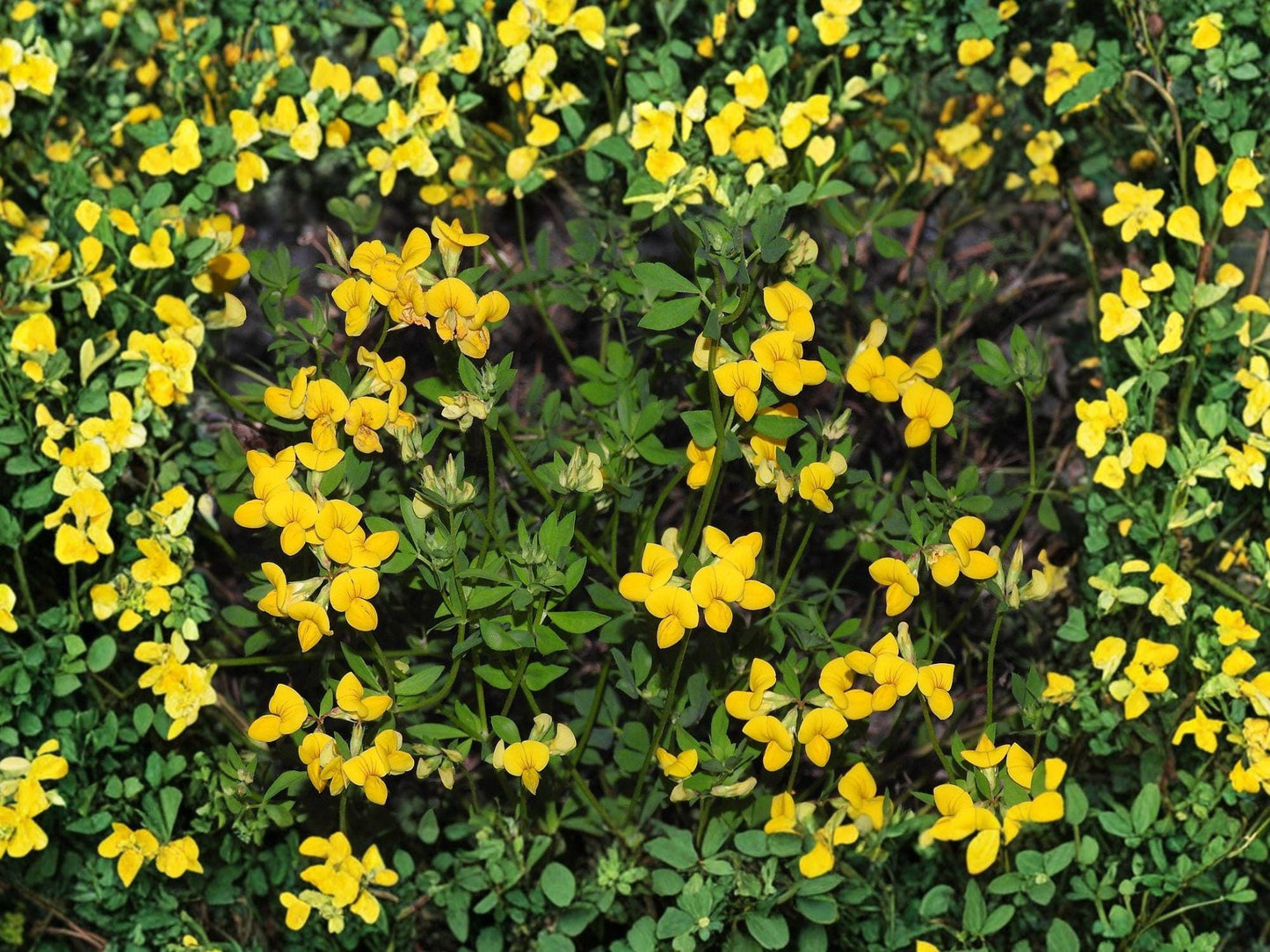 Bird’s Foot Trefoil Flower Seeds | Lotus Corniculatus | Yellow with Orange Tones | Groundcover & Garden Planting | 100 Seeds
