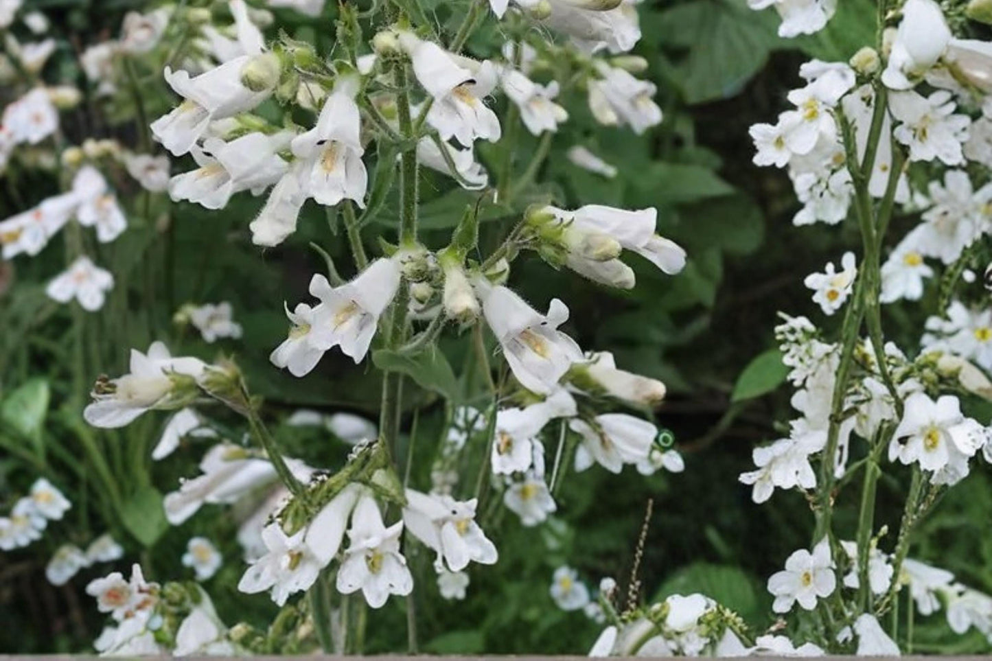 Pale Beardtongue Seeds – Penstemon pallidus Herbaceous Perennial with Pale Lavender Pink Tubular Flowers, Native Wildflower Garden Plant