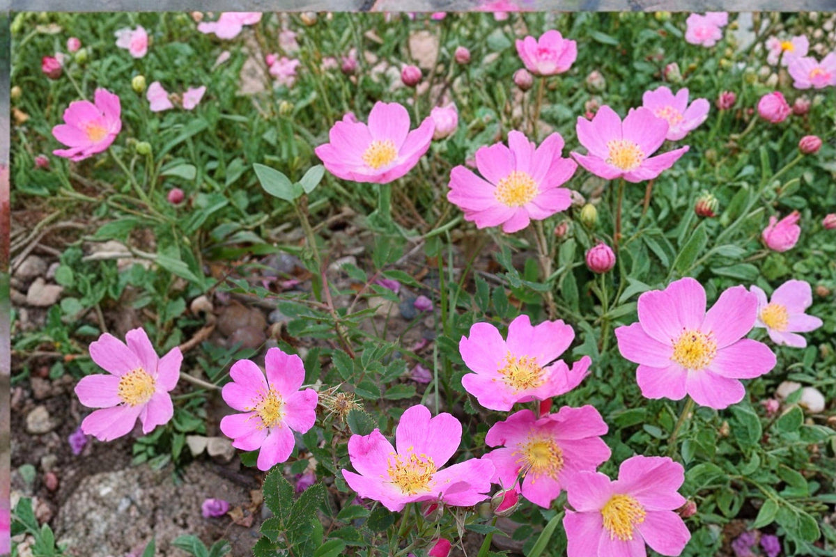 Prairie Wild Rose Seeds Rosa arkansana Deciduous Pink Flowering Shrub Native Plant for Landscaping & Hedgerows