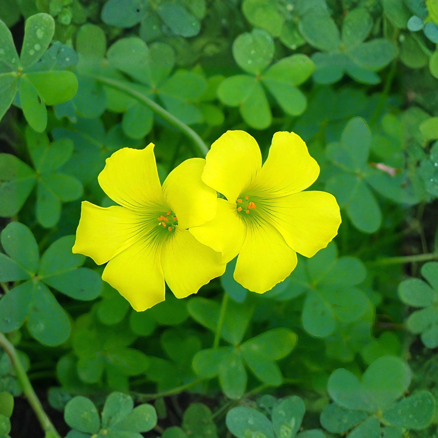 Oxalis stricta Seeds, Yellow Wood Sorrel, Edible Groundcover Herb, Lemon Clover, Sourgrass, Naturalized Planting, 10 Pack