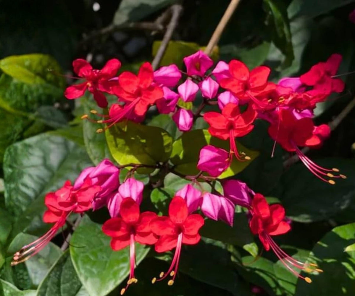 Java Red Bleeding Heart Vine Starter Plant – Clerodendrum Delectum Tropical Climbing Flower