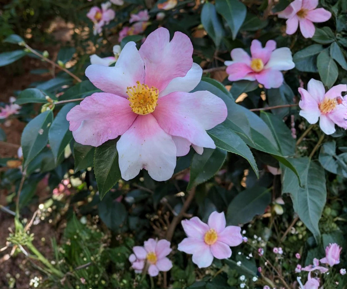 Yume Camellia Japonica Live Starter Plant – Multicolor Pink White Yellow Evergreen Flowering Shrub