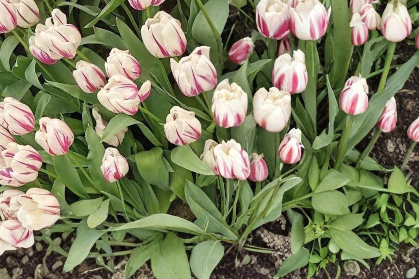 Flaming Flag Tulip Bulbs – Purple and White Spring Flowering Tulipa Perennial Bulb for Garden Beds & Containers