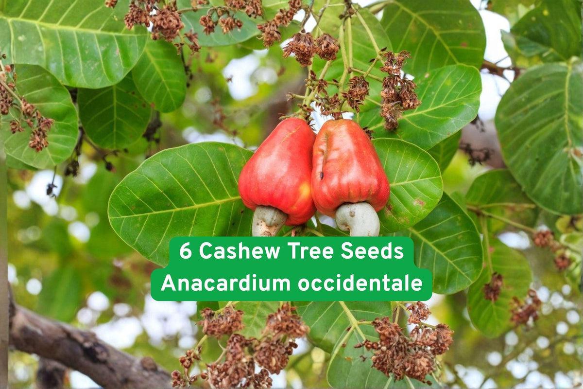 Cashew Tree Seeds, Anacardium occidentale, Tropical Nut Tree, Edible Fruit & Nuts, Fast-Growing Evergreen Plant