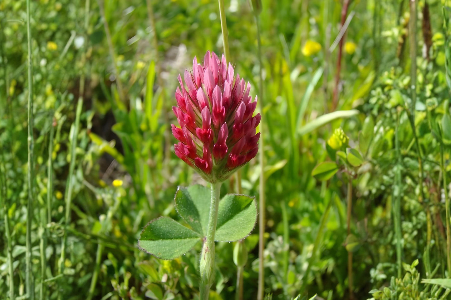 Crimson Clover Seeds (100) | Red Clover Trifolium incarnatum for Pollinators, Cover Cropping & Soil Improvement