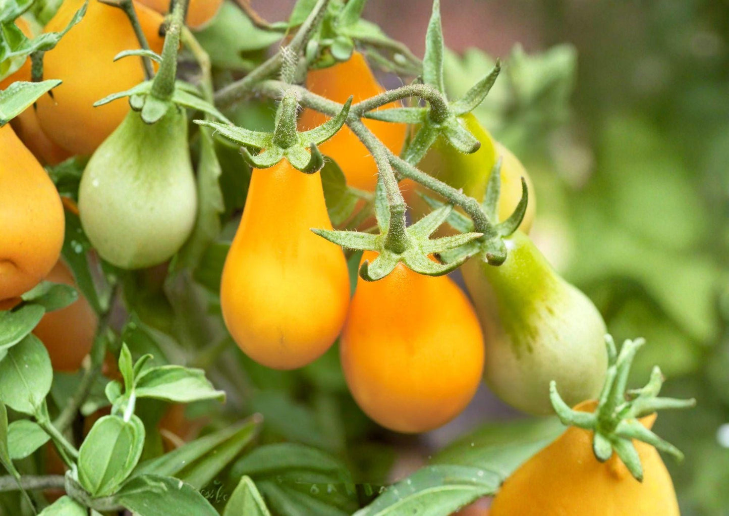 Yellow Pear Tomato Seeds – Heirloom Non-GMO Cherry Tomato Variety for Home Garden, Sweet, Pear-Shaped, Solanum lycopersicum