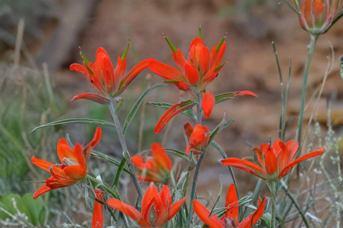 Wholeleaf Indian Paintbrush Seeds – Castilleja integra Herbaceous Perennial, Red to Orange Bracts, Prairie & Dry Landscape Plant