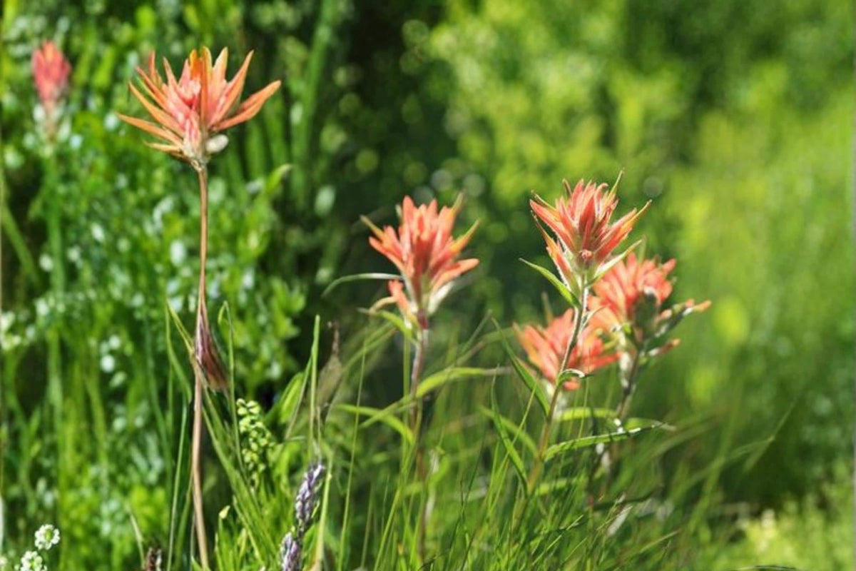 Aspen Paintbrush Seeds – Castilleja miniata Herbaceous Perennial with Bright Red Scarlet Bracts, Native Wildflower for Meadows & Slopes