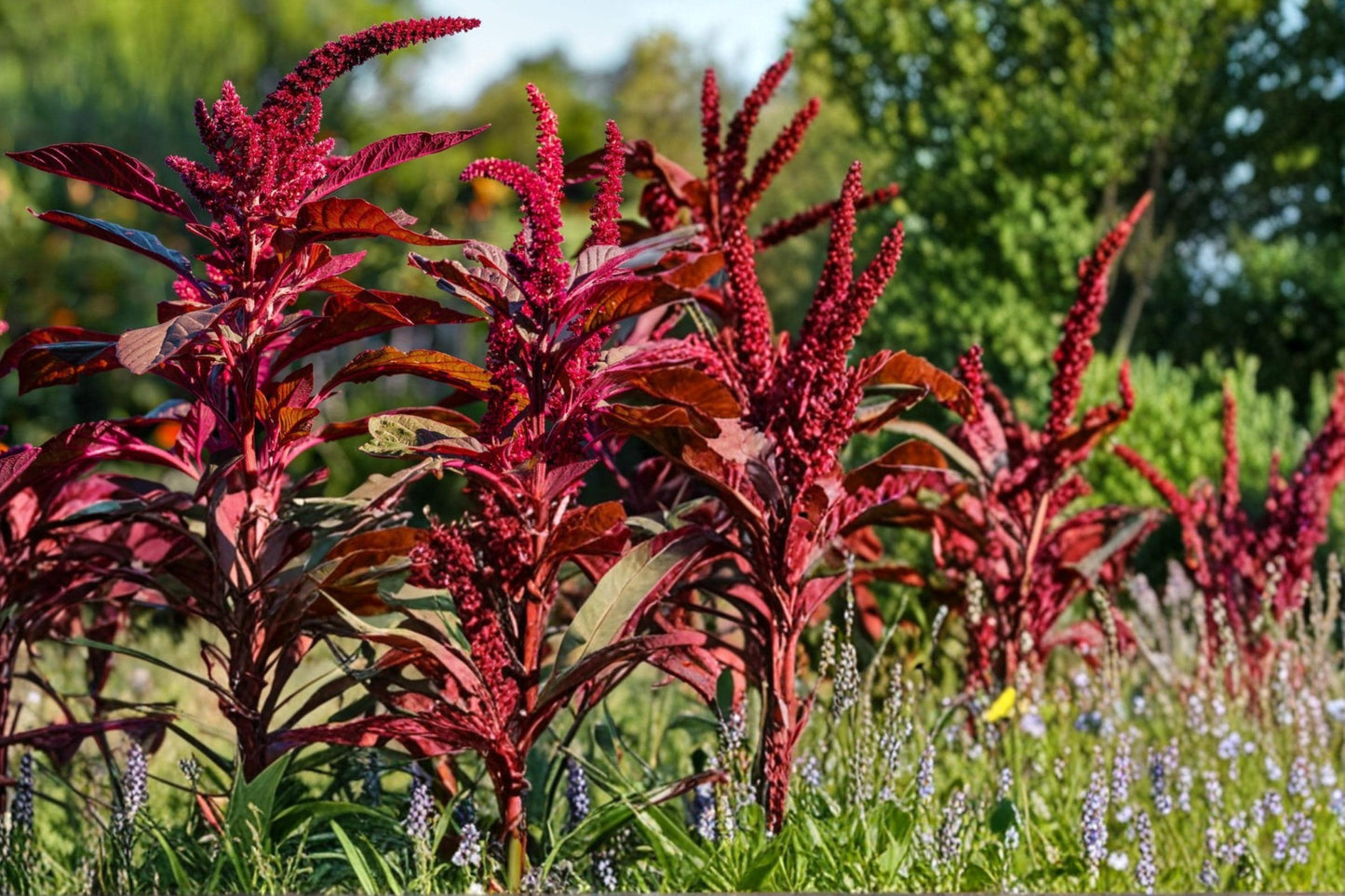 Red Garnet Amaranth Seeds – Herbaceous Annual with Deep Red Foliage, Ornamental Border Plant, Amaranthus tricolor, 100 Seeds