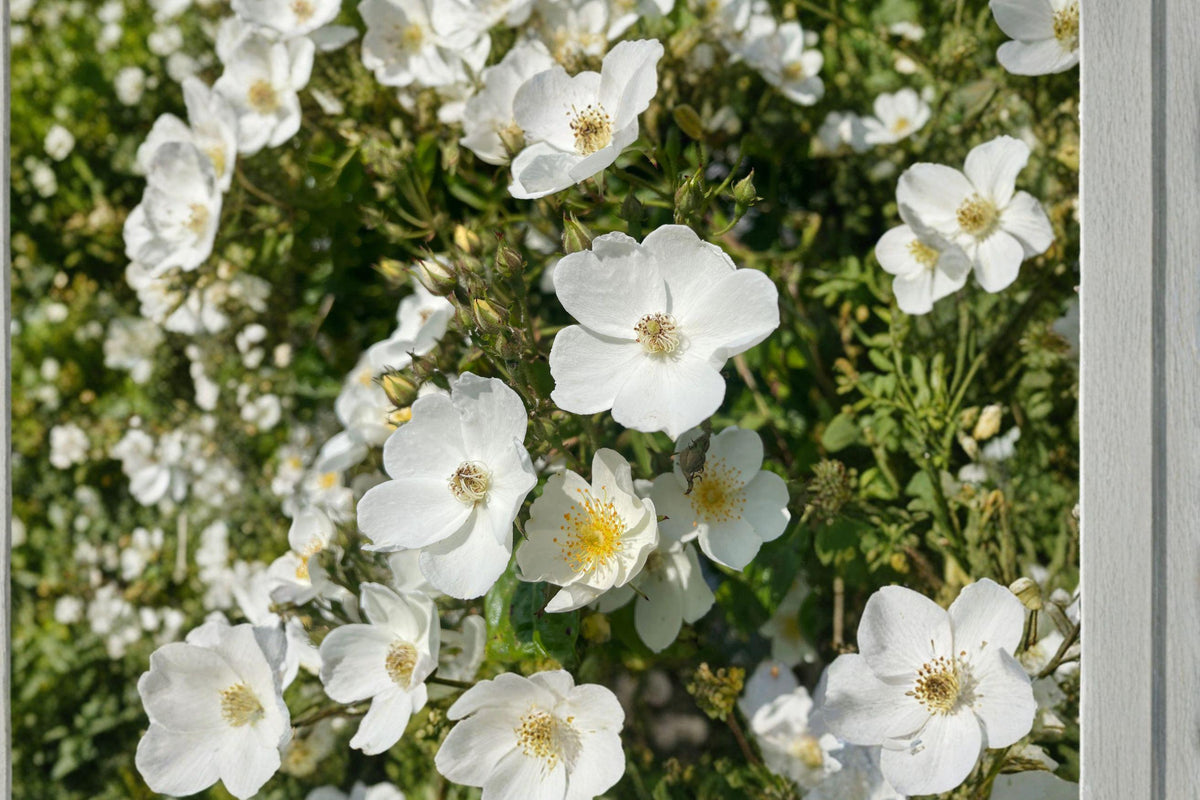 White Climbing Rose Bare Root Plant – Rosa spp. Flowering Vines for Garden Walls and Trellises