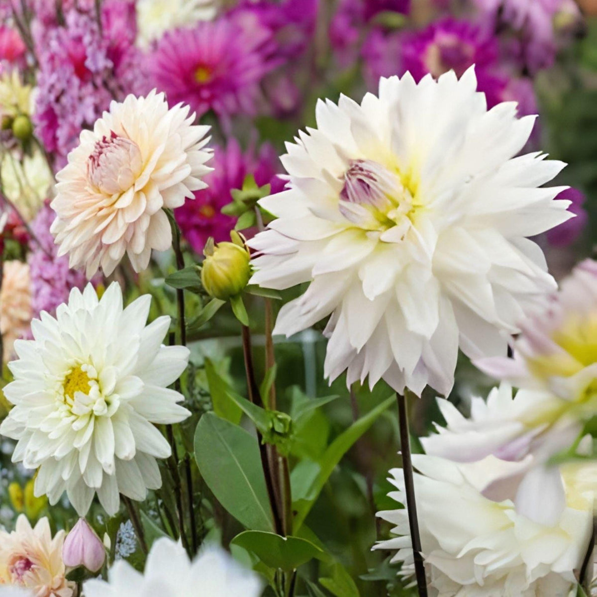 Dahlia Tuber Crazy Love White Purple Edge Perennial Garden Flower, Easy Grow, Bicolor Bloom