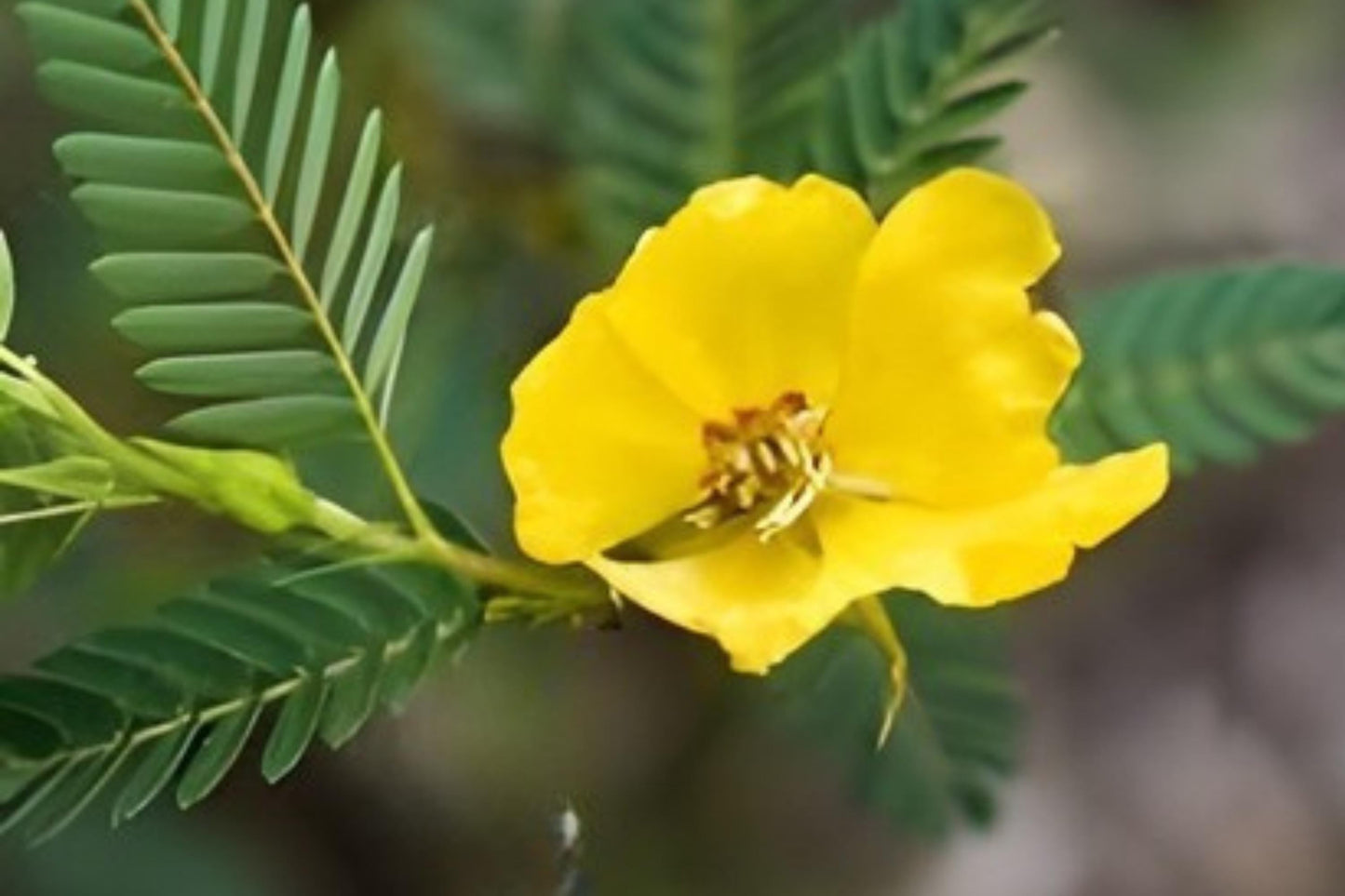 Partridge Pea Seeds (Chamaecrista fasciculata) Native Wildflower for Pollinators and Soil Improvement, 100 Seeds