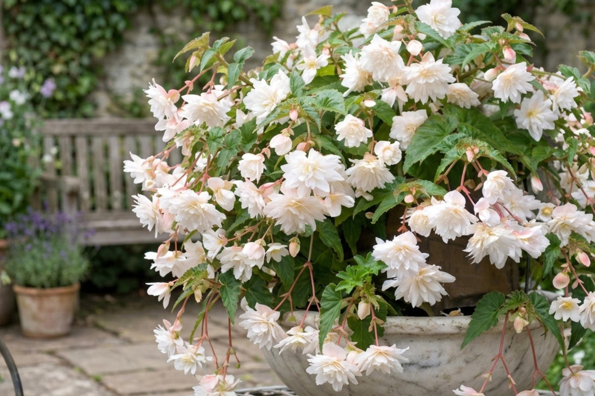 White Double Hanging Basket Begonia Live Flower Plant Bulb - Begonia x tuberhybrida for Patio, Porch, Indoor & Outdoor Gardening