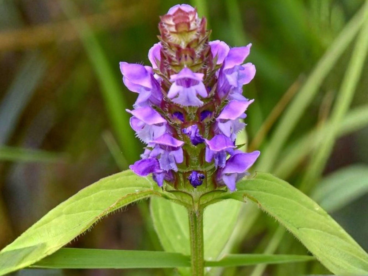 Heal All Prunella Vulgaris Seeds – Wildflower, Heirloom, Self-Heal, Purple Flower, Pollinator Garden, Native Plant