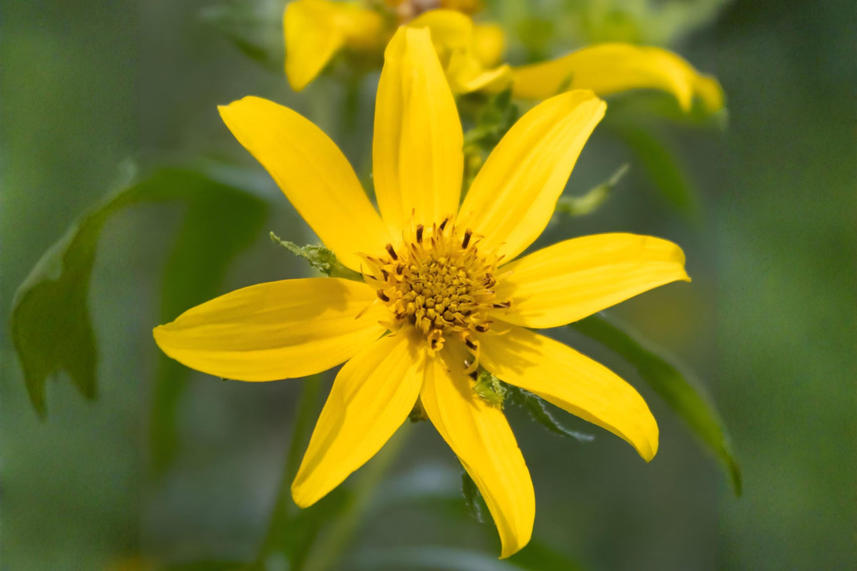 Engelmann’s Daisy Seeds, Native Wildflower, Bright Yellow Blooms, Drought-Tolerant, Engelmannia peristenia, 50 Seeds