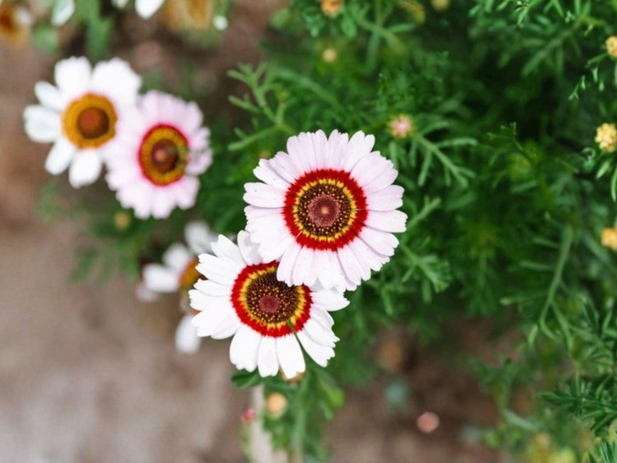 Painted Daisy Seeds 100 Pack | Glebionis Carinata Tricolor Flower for Garden Beds & Borders