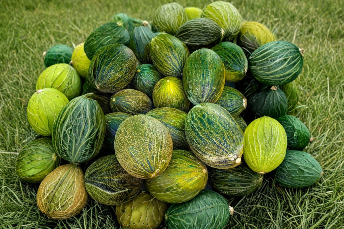 Early Valencia Melon Seeds – Heirloom Organic Winter Honeydew Fruit Plants for Home Gardening