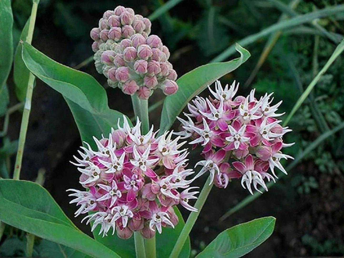 Asclepias speciosa Seeds – Showy Pink Milkweed Heirloom Non-GMO Pollinator Wildflower Native Perennial Plant
