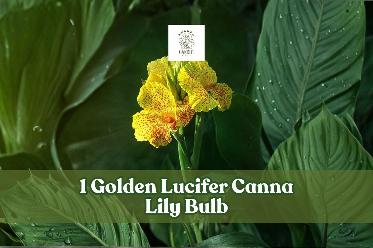Golden Lucifer Canna Lily Bulb – Tropical Red & Yellow Flowers, Canna indica, Garden Border & Container Plant