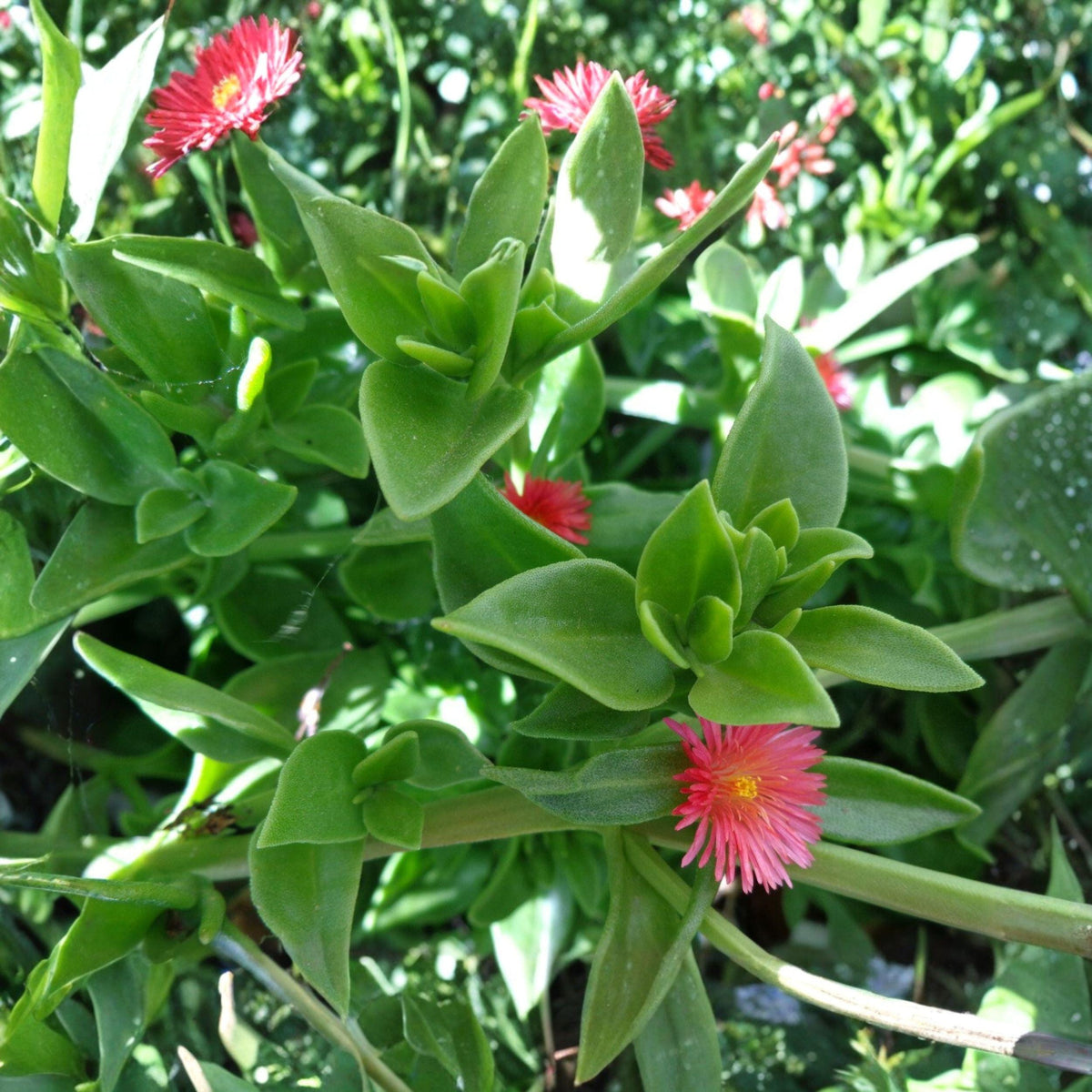 Aptenia cordifolia Cuttings, Red Pink Ice Plant, Baby Sun Rose Ground Cover, Succulent Propagation, Live Unrooted Plantlets