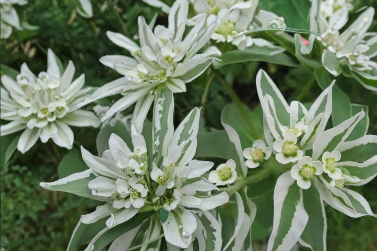 Mountain Snow Flower Seeds – Euphorbia marginata, Variegated White-Edged Foliage, Ornamental Annual for Garden Borders