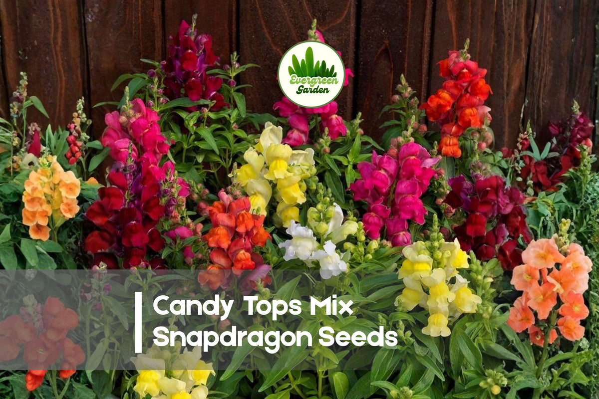 1000 Candy Tops Mix Snapdragon Seeds | Compact Annual Flowers | Antirrhinum majus for Borders & Containers
