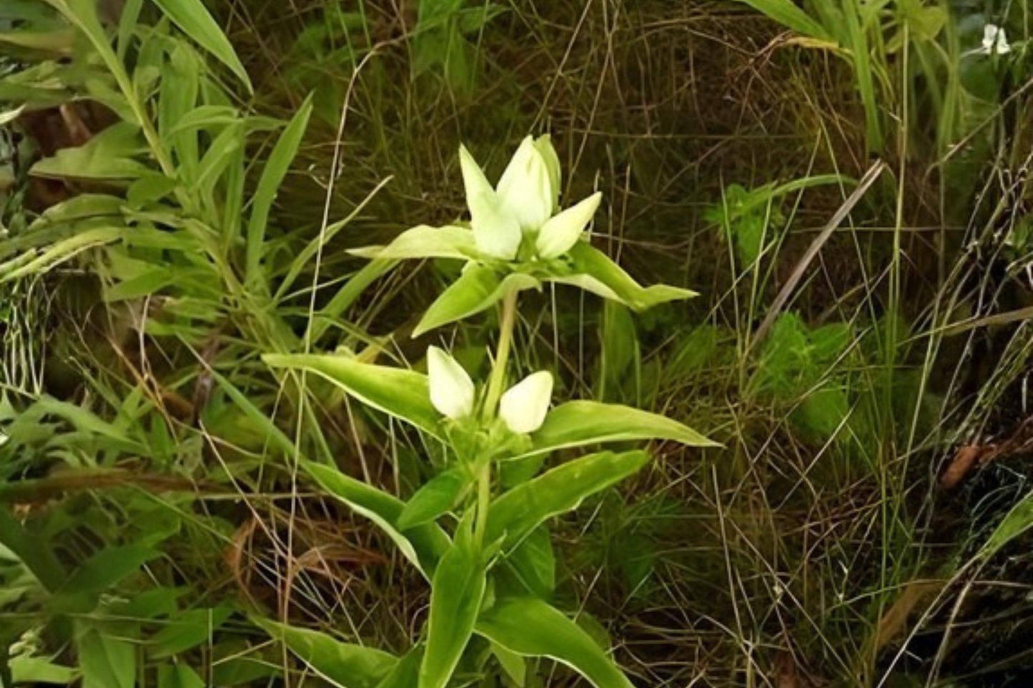 Cream Gentian Seeds (Gentiana flavida) – Native Wildflower for Woodland Gardens & Pollinator Habitats, 100 Seeds
