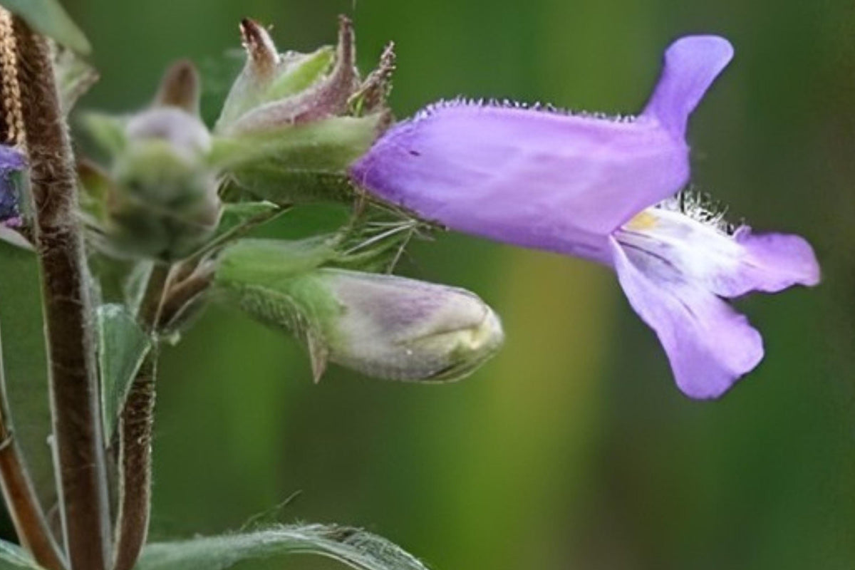 Penstemon Seeds – Slender Beardtongue (Penstemon gracilis) Native Wildflower for Pollinator Gardens & Drought Tolerance