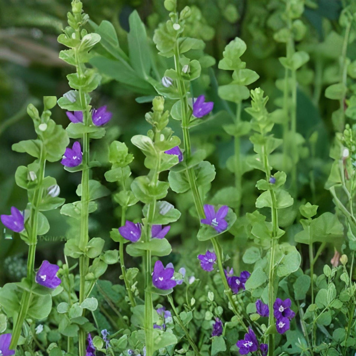 Venus Looking Glass Seeds – 1000 Native Wildflower Seeds – Triodanis perfoliata – Violet-Blue Bell-Shaped Flowers for Meadow & Naturalized Gardens