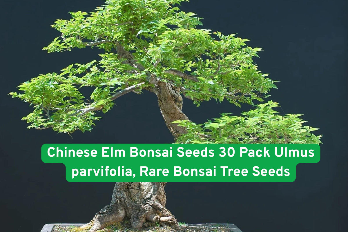 Chinese Elm Bonsai Seeds - Ulmus parvifolia, 30 Pack, Beginner-Friendly, Indoor & Outdoor Bonsai Tree Seeds