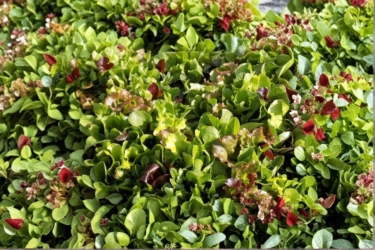 Heirloom Mesclun Mix Lettuce Seeds – Colorful Baby Greens for Fresh Garden Salads, Gourmet Cooking, 500+ Seeds