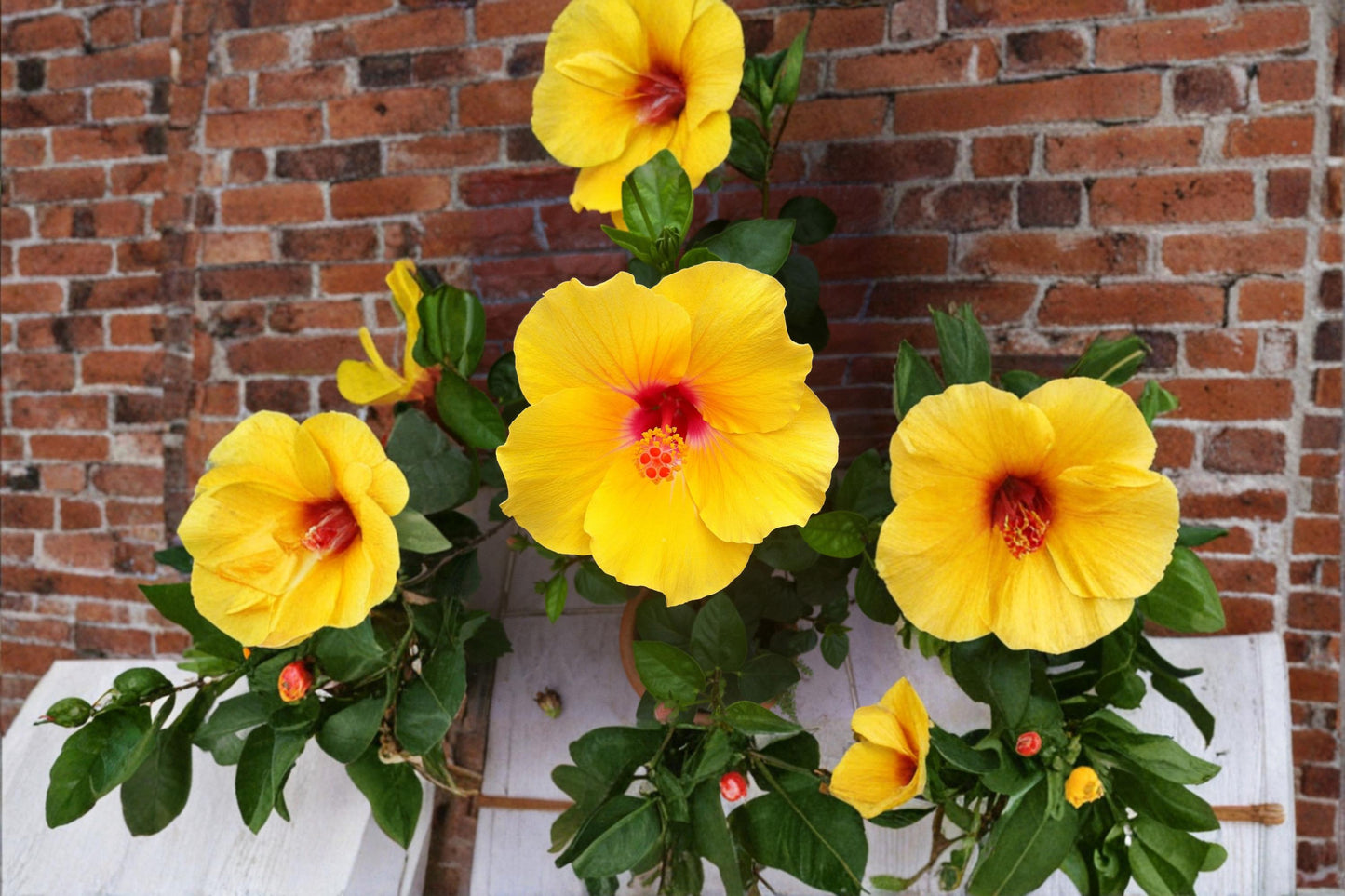 Hardy Yellow Rose of Sharon Seeds – Hibiscus hamabo Deciduous Shrub with Yellow Flowers for Garden Borders and Hedges