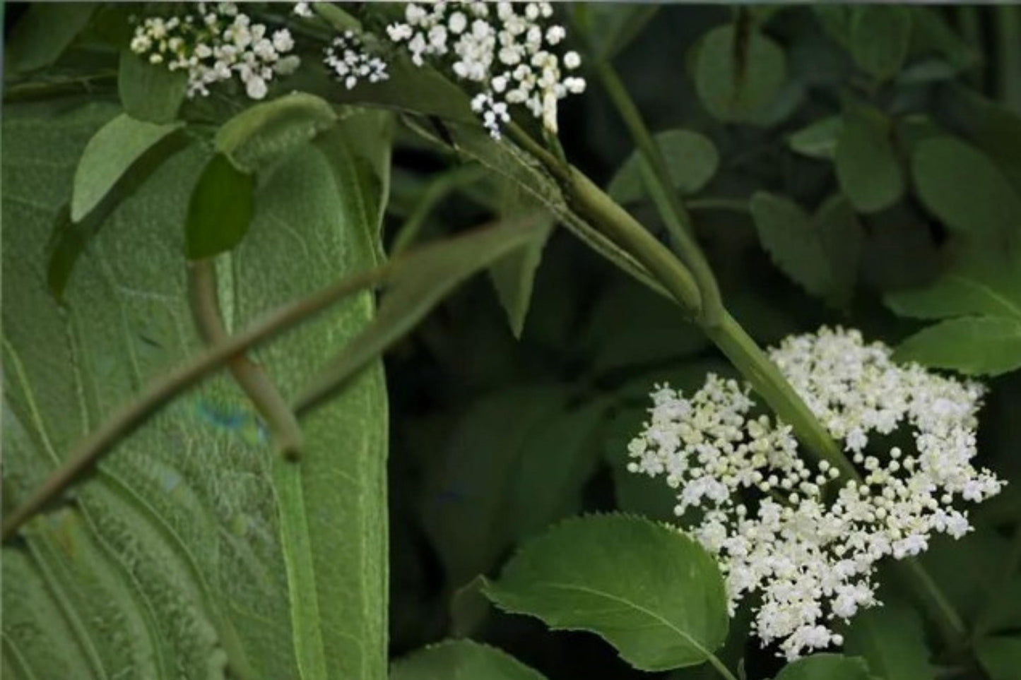 American Elderberry Seeds – Sambucus canadensis, Deciduous Shrub with White Flowers & Dark Berries, Native Landscape Plant