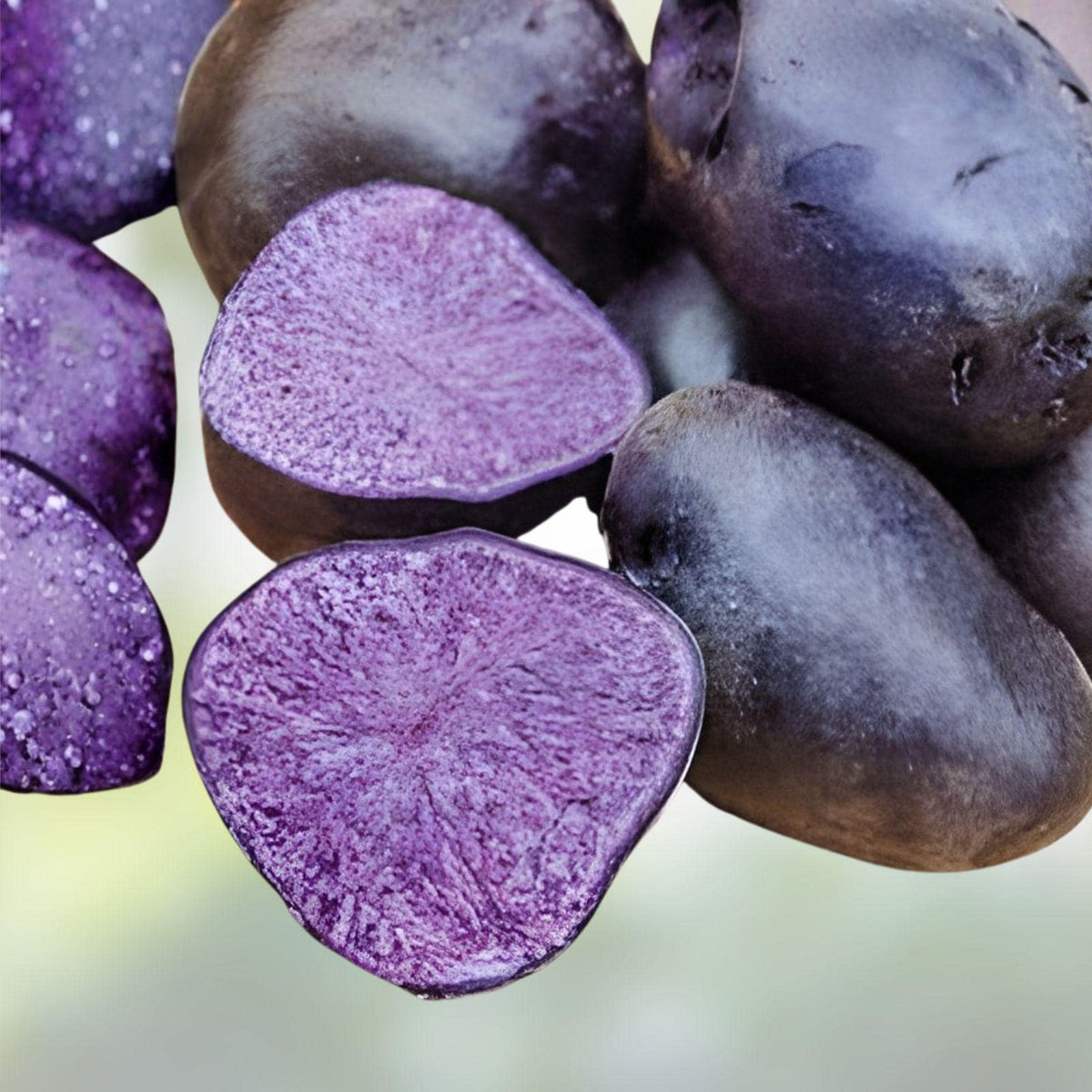 Purple Majesty Seed Potatoes 3 lbs Solanum tuberosum Garden Vegetable Crop for Home Gardens