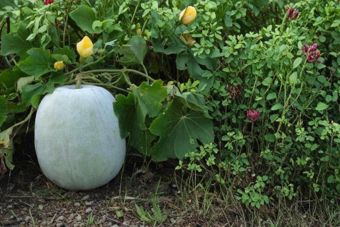 Winter Melon Round Seeds – Herbaceous Climbing Vine, Edible Gourd, Benincasa hispida, Full Sun, Garden Bed & Trellis