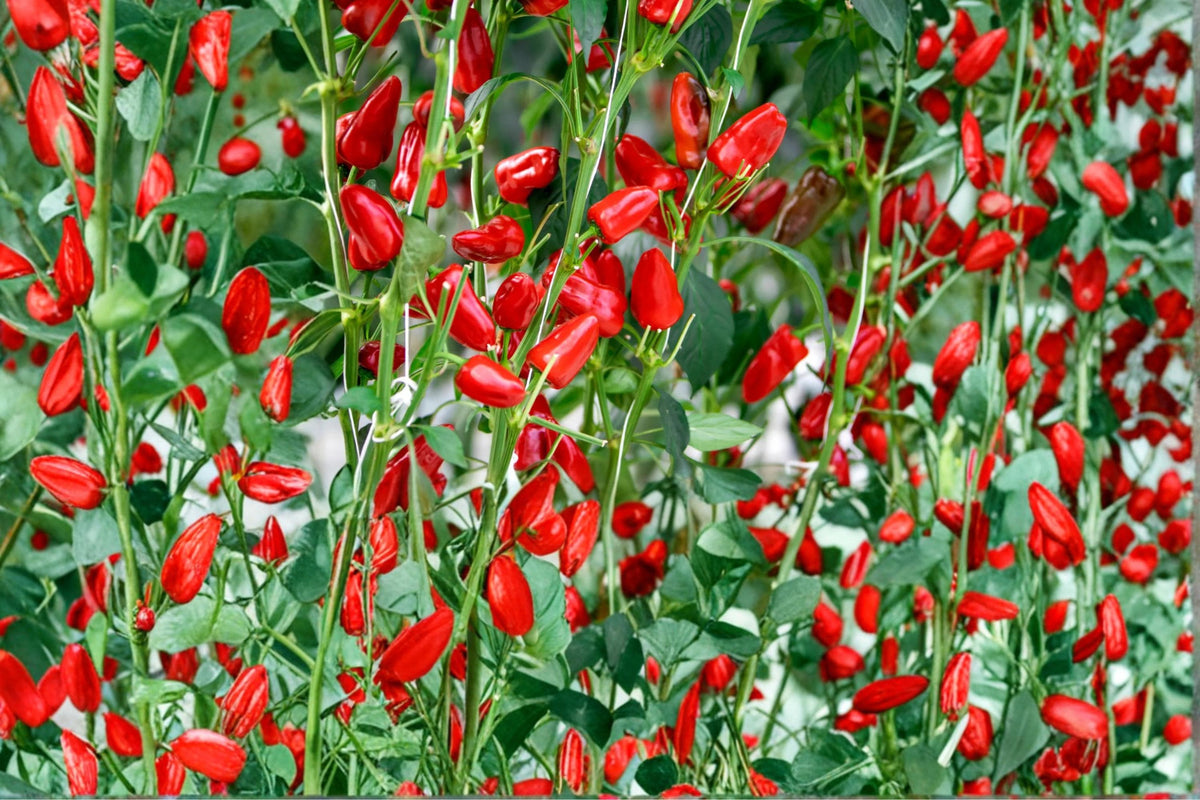 Fresno Chili Pepper Seeds – Capsicum annuum – Medium-Heat Red Peppers for Garden & Containers, Herbaceous Annual