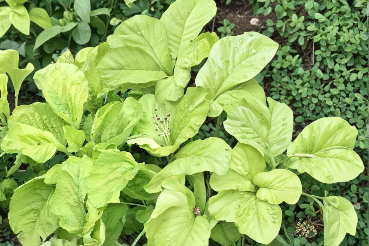 White Leaf Amaranth Seeds – Amaranthus mangostanus, Fast-Growing Herbaceous Annual for Garden Beds
