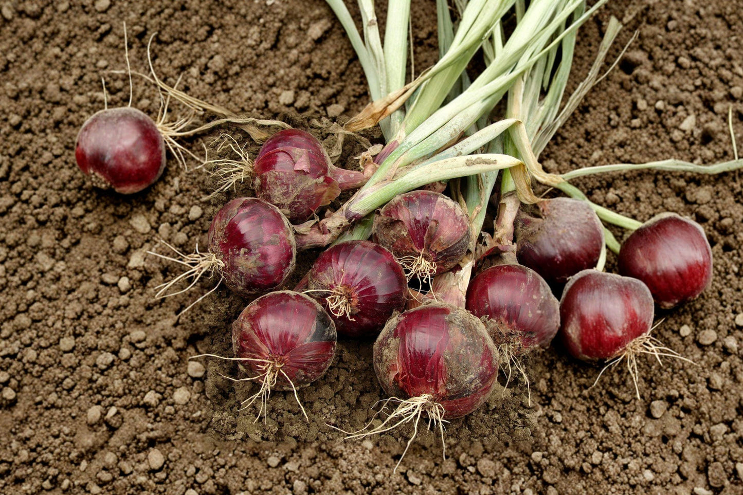 Red Burgundy Onion Seeds - Heirloom, Non-GMO, Mild Sweet Flavor, Vegetable Garden Planting, 250+ Seeds