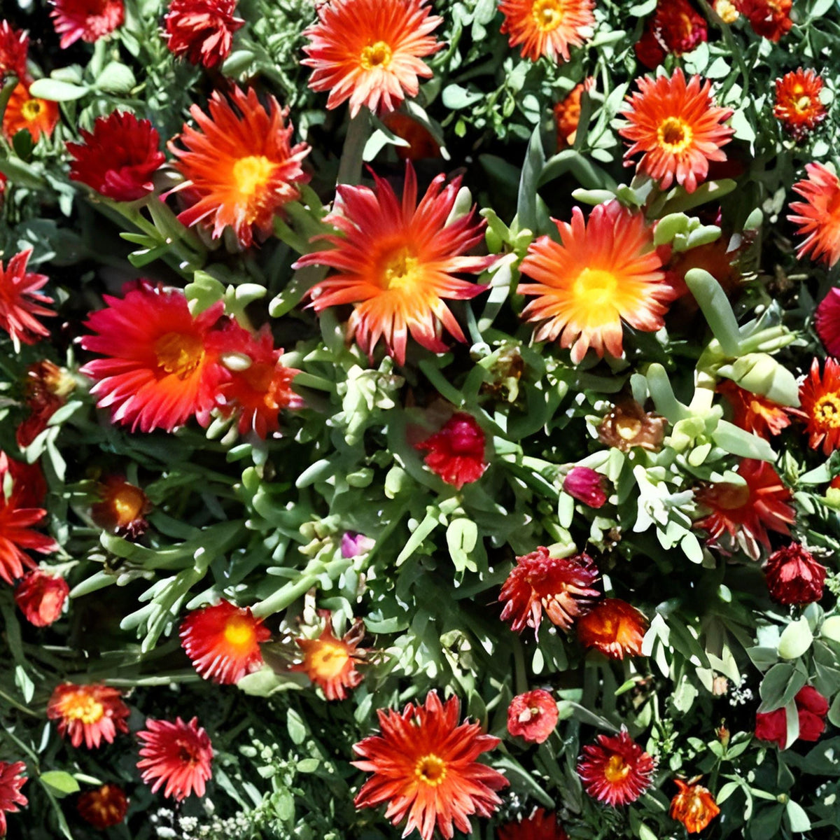 Delosperma cooperi Ice Plant Cuttings, Ruby Purple Succulent Ground Cover, Hardy Perennial for Landscaping, 10 Unrooted Live Cuttings