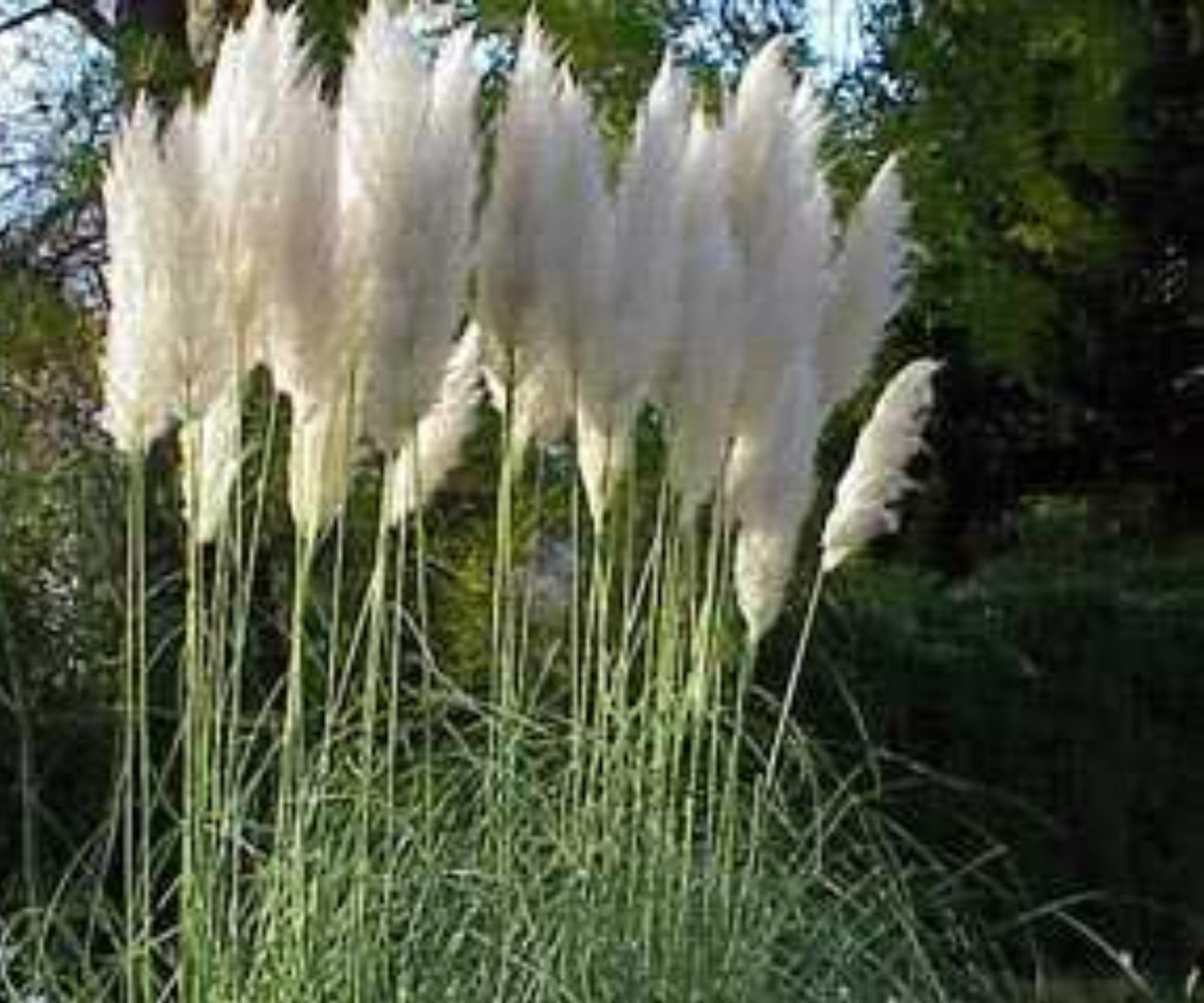 White Pampas Grass Live Plant - 3 Plugs, Ornamental Tall Perennial, Cortaderia Selloana, Outdoor Landscaping, Dried Floral