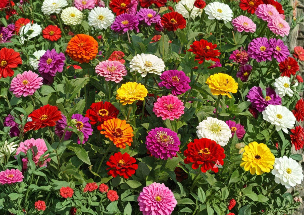 California Giant Zinnia Seeds – Mixed Colors, Large Bloom, Heirloom Flower Seeds for Garden, Cut Flowers, Pollinator Attractant