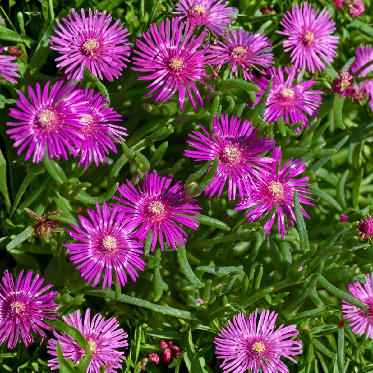 Delosperma cooperi Ice Plant Cuttings - Purple Pink Succulent Ground Cover, Unrooted Propagation Plants