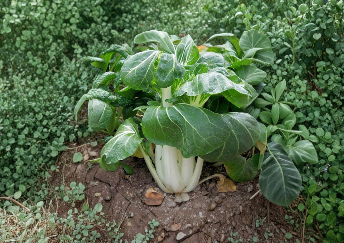 Pak Choi White Stem Seeds | Heirloom Non-GMO Vegetable Seeds for Garden, Chinese Bok Choy Greens, Asian Stir-fry, Leafy Green Planting