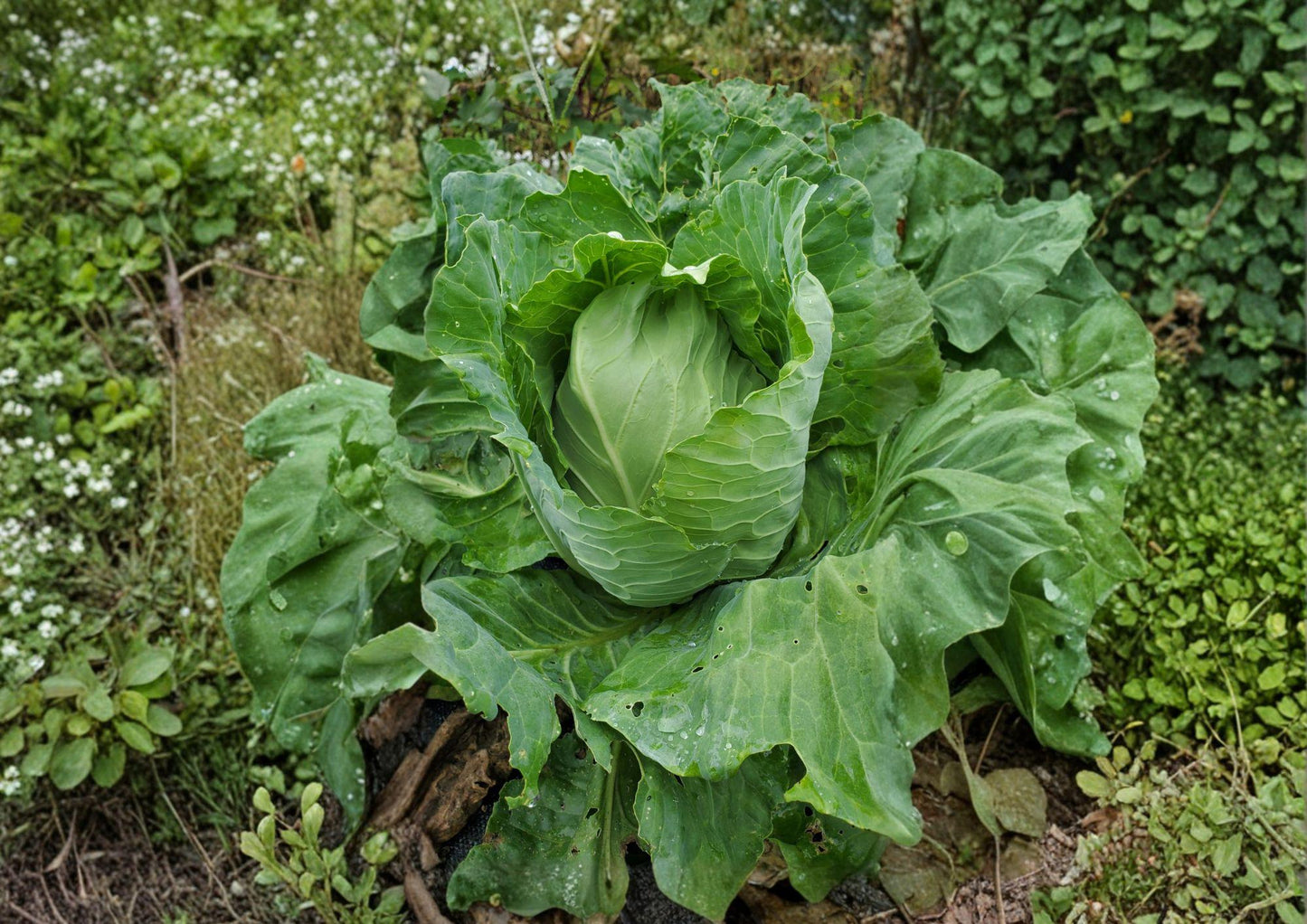 Early Jersey Wakefield Cabbage Seeds – Heirloom Non-GMO, Pointed Head, Fast-Growing Vegetable for Garden Planting