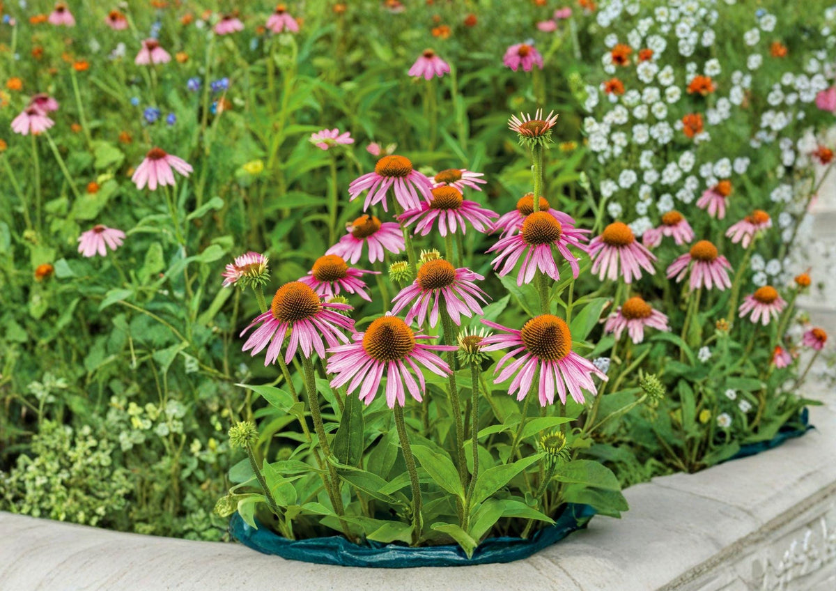 Purple Coneflower Seeds, Perennial Wildflower, Echinacea purpurea, 300+ Seeds for Garden, Pollinator-Friendly, Drought Tolerant