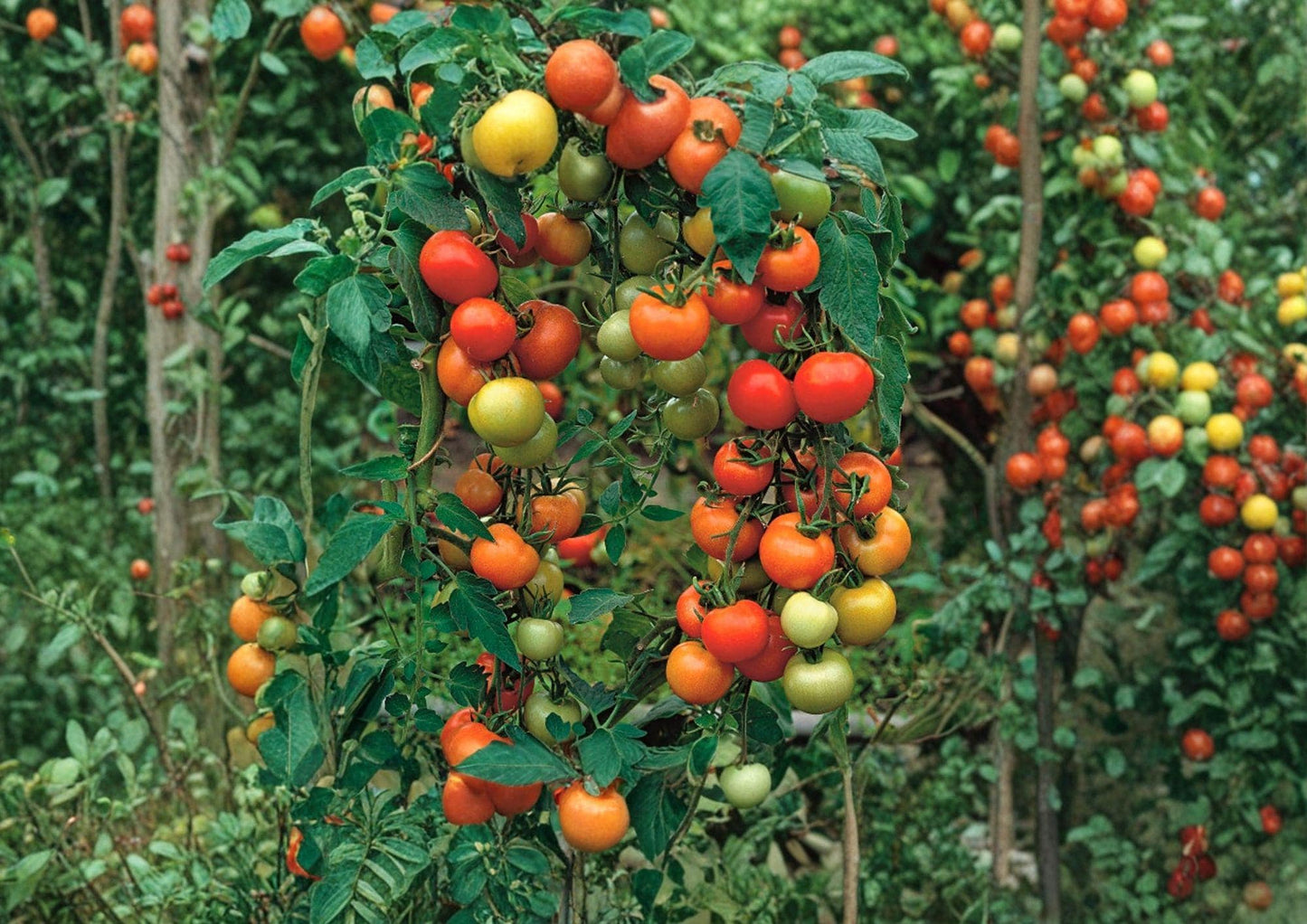 120+ Moneymaker Tomato Seeds – Heirloom Non-GMO Vegetable Seeds for Slicing, High Yield, Garden Planting, Tomato Plant