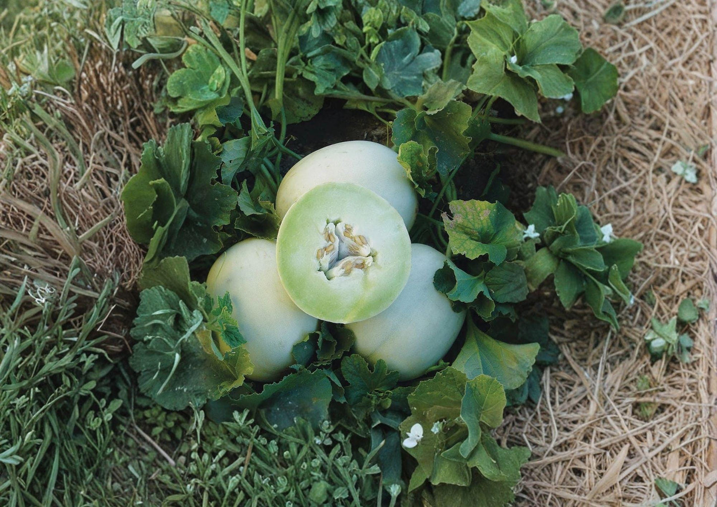 Green Flesh Honeydew Seeds – Heirloom Non-GMO Melon Seeds for Garden Planting, Summer Fruit, Citrullus lanatus